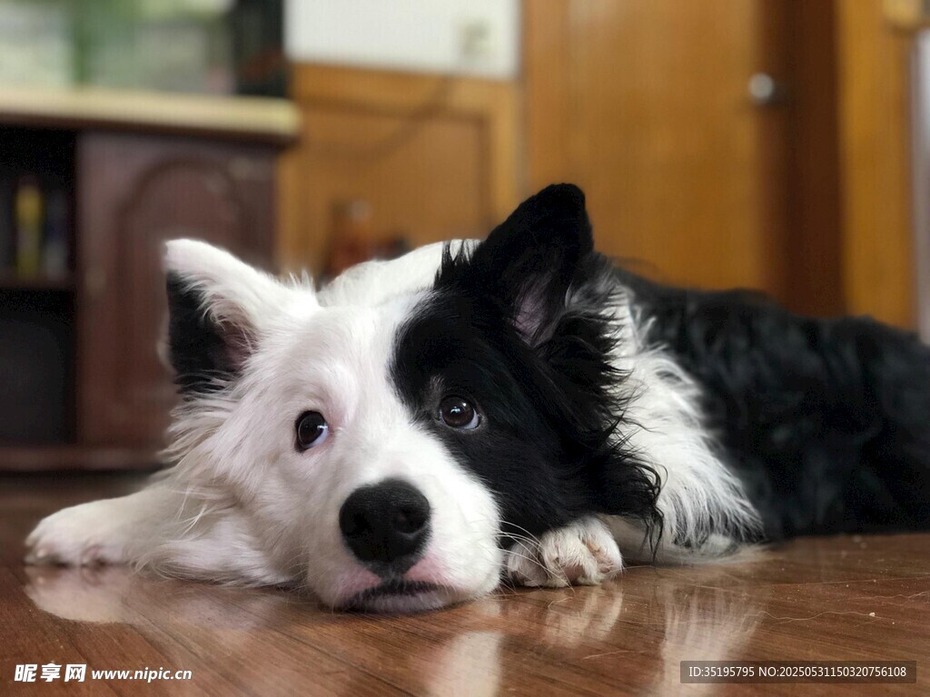 趴着的黑白边牧犬