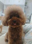 可爱棕色泰迪犬咧嘴笑