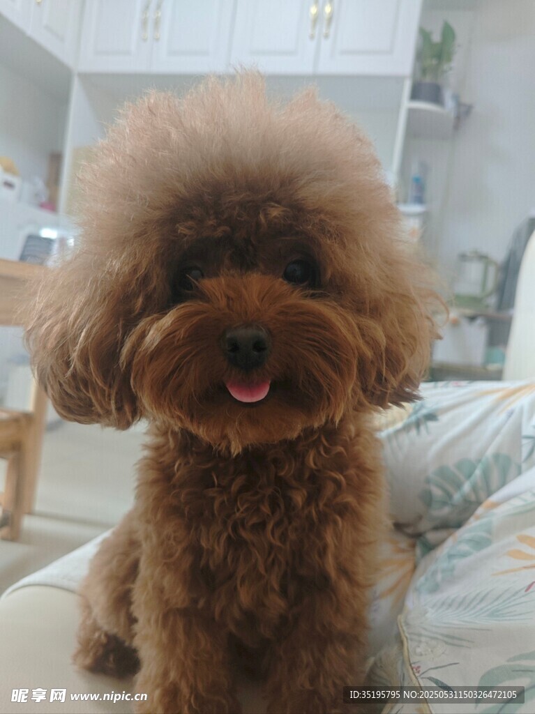 可爱棕色泰迪犬咧嘴笑