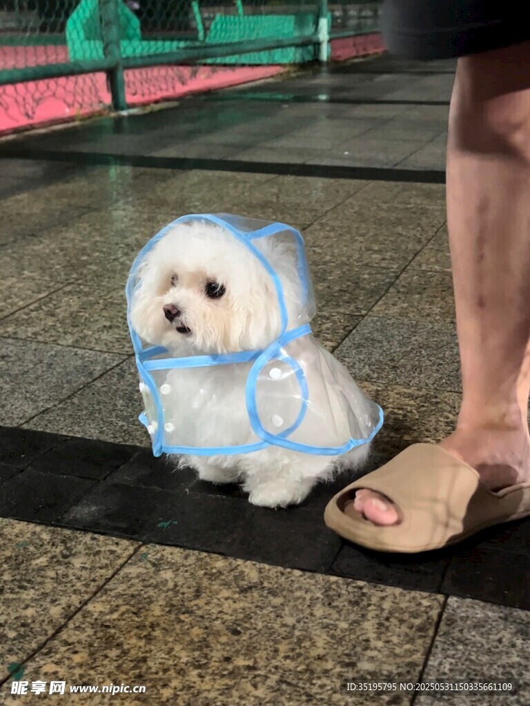 穿雨衣的可爱小白狗