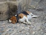 街头小憩的三色小猎犬