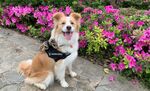花丛边的可爱柯基犬