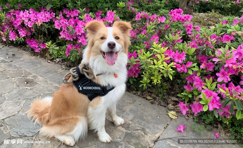 花丛边的可爱柯基犬