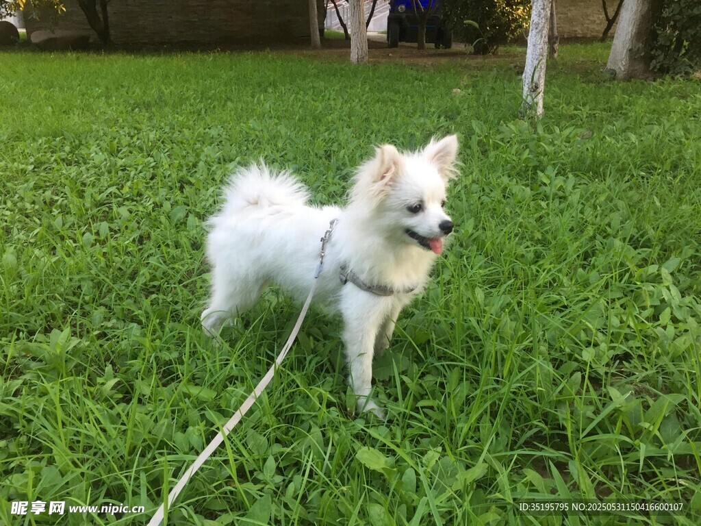 草地上的可爱小白狗