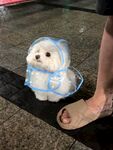 穿雨衣的可爱小白狗