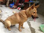 棕色立耳犬蹲坐地面