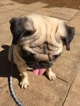 可爱巴哥犬吐舌坐于地