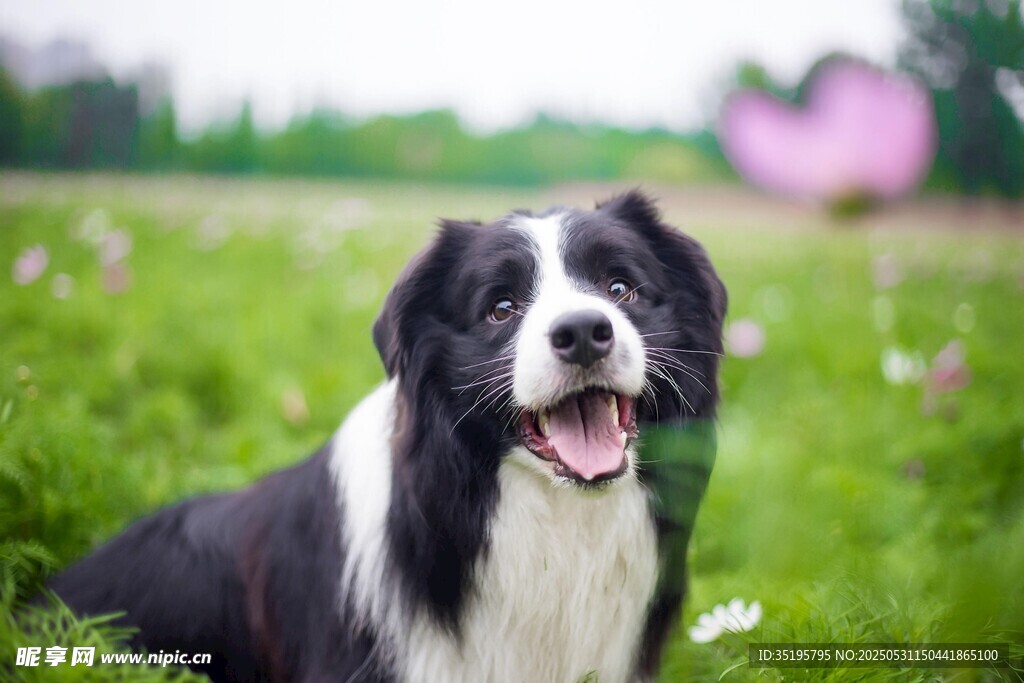 草地上的黑白萌犬