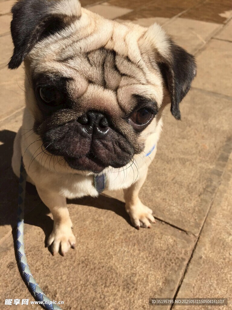 可爱巴哥犬蹲坐模样