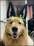 戴兔耳头饰的可爱狗狗