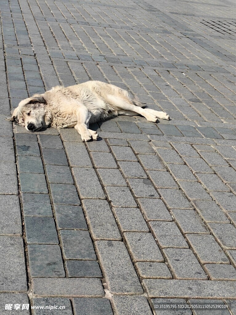 路边酣睡的黄色狗狗