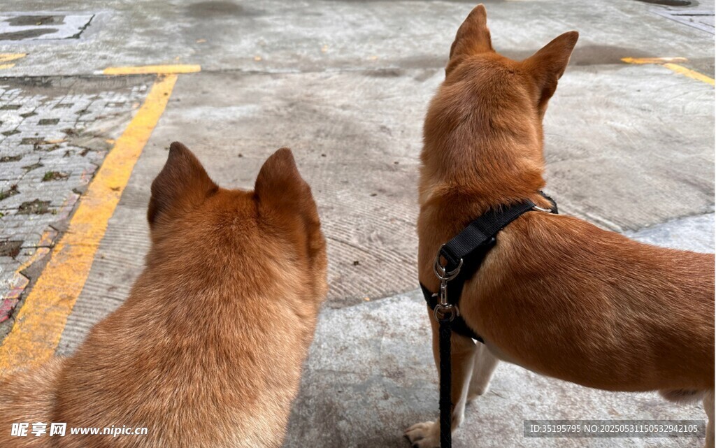 两只棕犬背对镜头而立