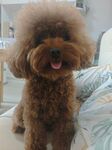 可爱棕色泰迪犬坐床上