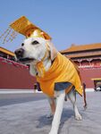 穿龙袍的拉布拉多犬