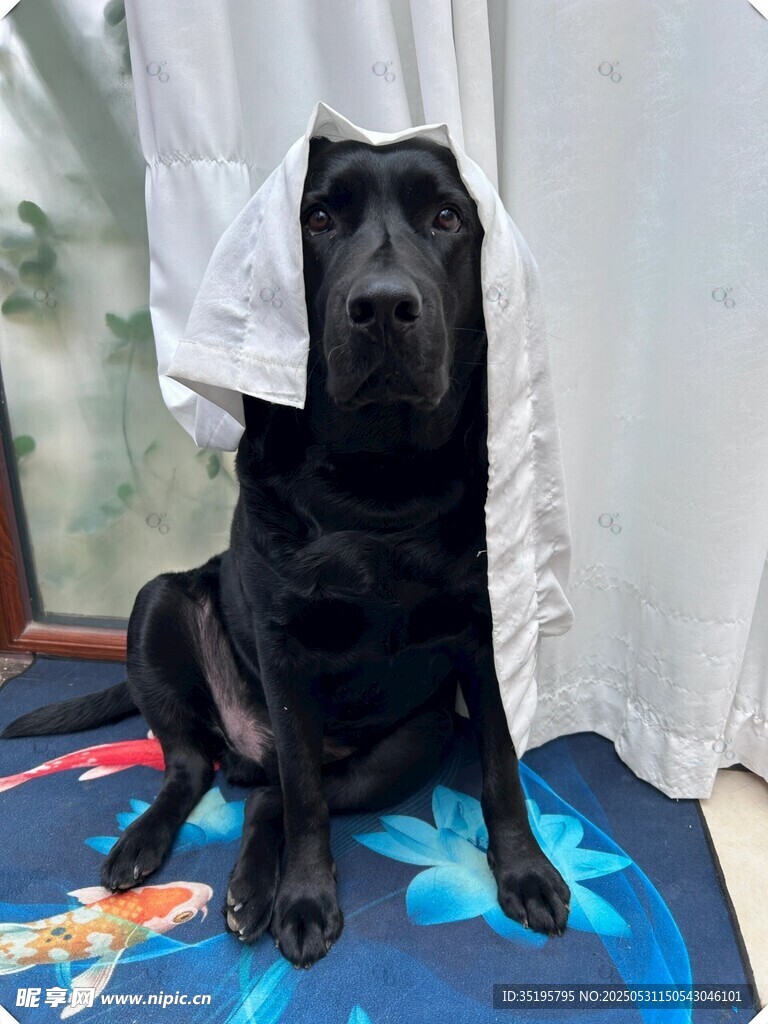 黑狗披布坐地模样可爱