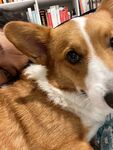 可爱柯基犬温馨依偎瞬间