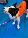 穿橙色服的边牧犬