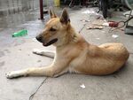 街边休憩的棕色流浪犬