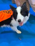 穿橙色背心的边牧犬