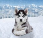 雪地中的可爱哈士奇