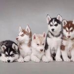 可爱哈士奇幼犬排成一排