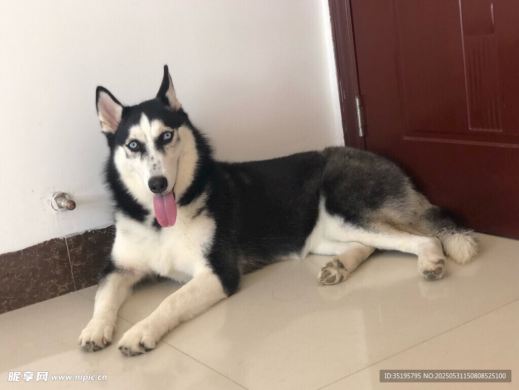 可爱哈士奇悠闲趴地
