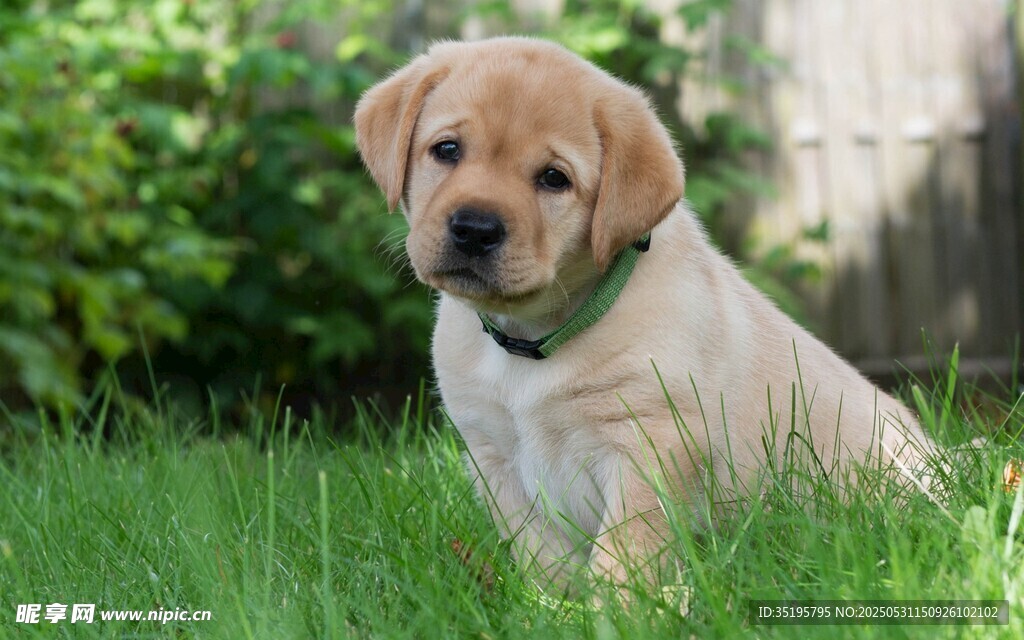 草地上的可爱拉布拉多幼犬