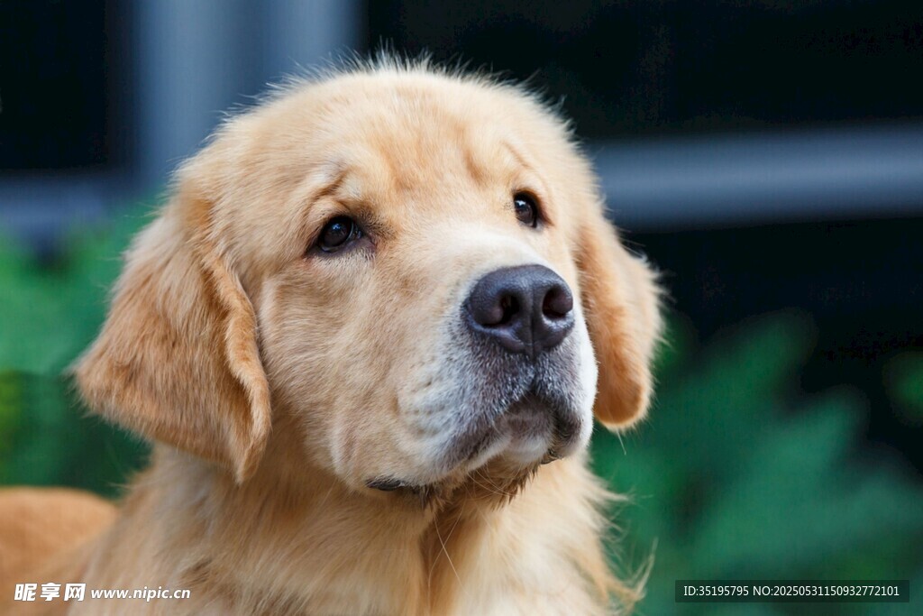 可爱金毛犬特写