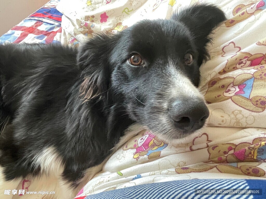 趴卧的黑白边牧犬