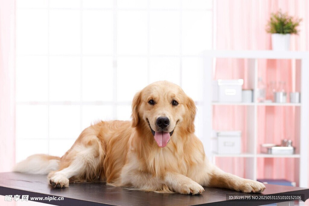 可爱金毛犬趴在桌上