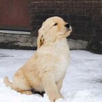 雪地中的可爱小金毛犬