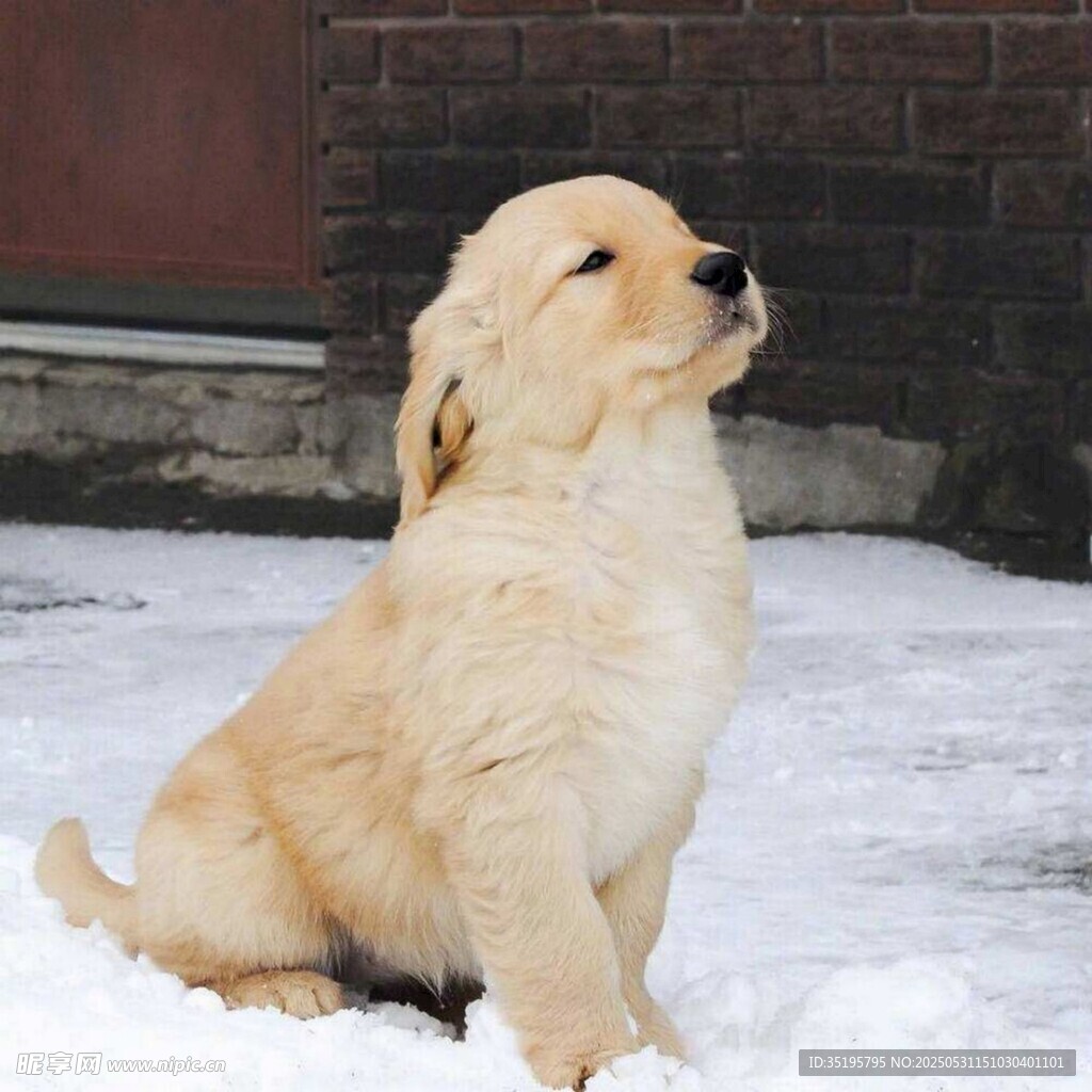 雪地中的可爱小金毛犬