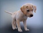 可爱拉布拉多幼犬站立