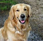 可爱金毛犬露出开心笑容