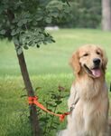 拴在树下的快乐金毛犬