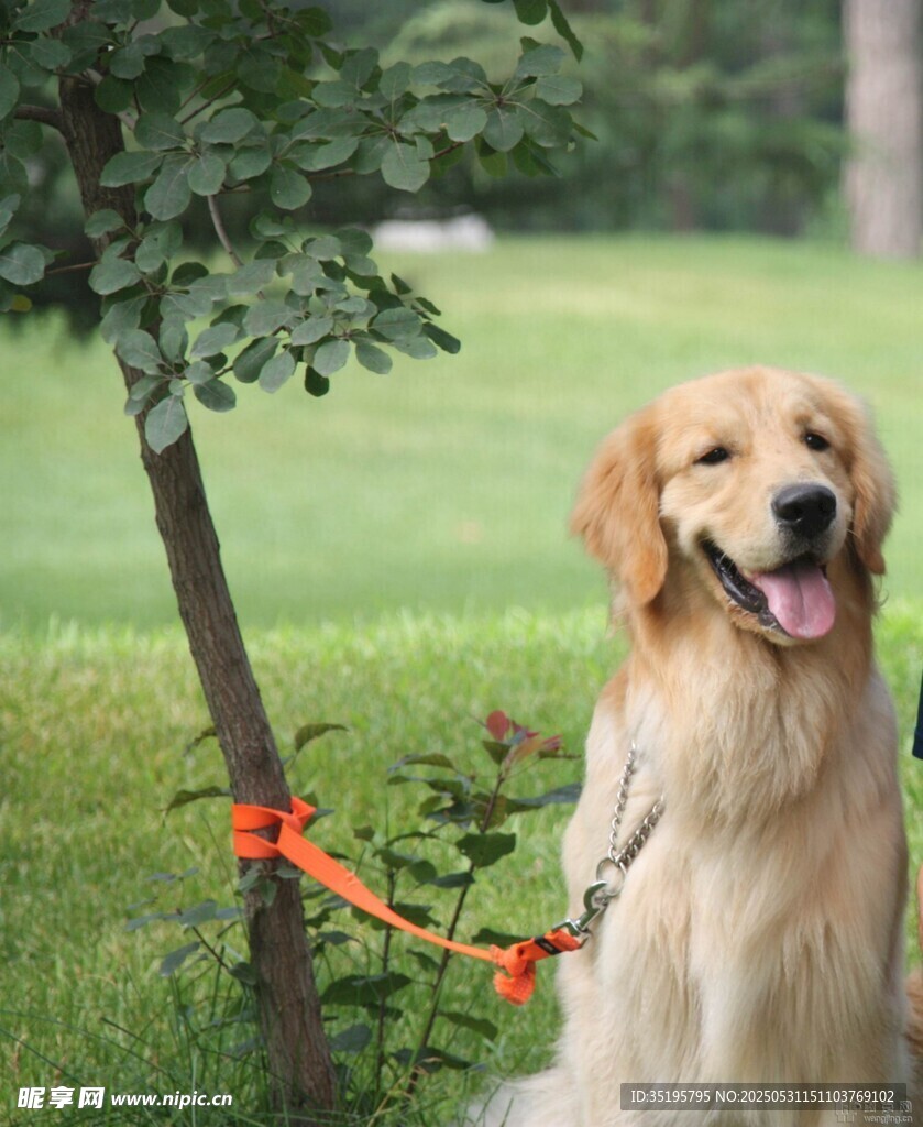 拴在树下的快乐金毛犬