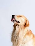 仰头微笑的金毛犬