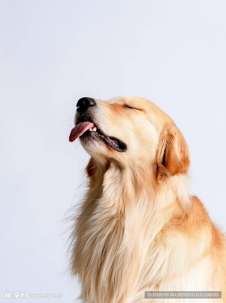 仰头微笑的金毛犬