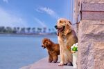 岸边两犬伴花赏景