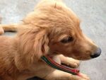 趴着的可爱金毛幼犬