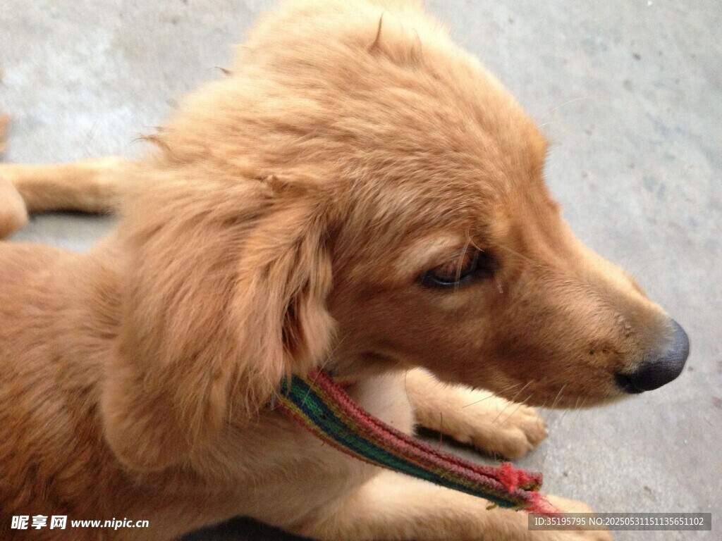 趴着的可爱金毛幼犬
