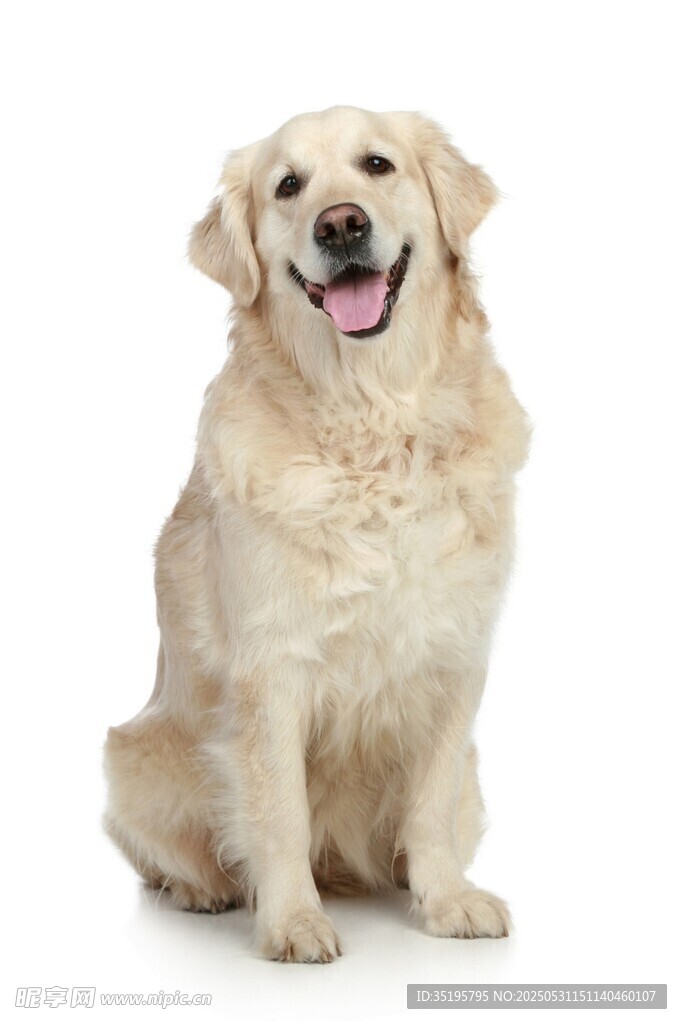 可爱金毛犬端坐