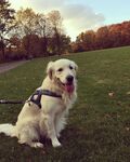 草地中坐着的可爱金毛犬