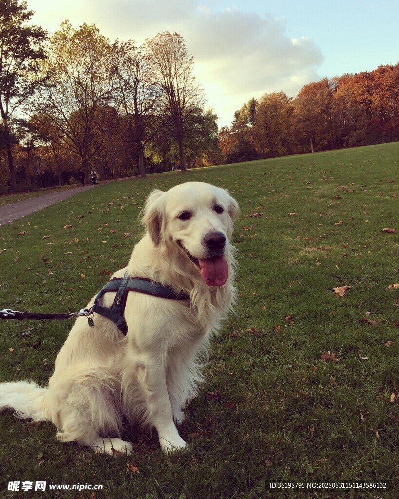 草地中坐着的可爱金毛犬