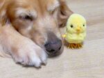 金毛与小黄鸭玩具相伴