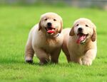 两只萌犬在草地欢快奔跑