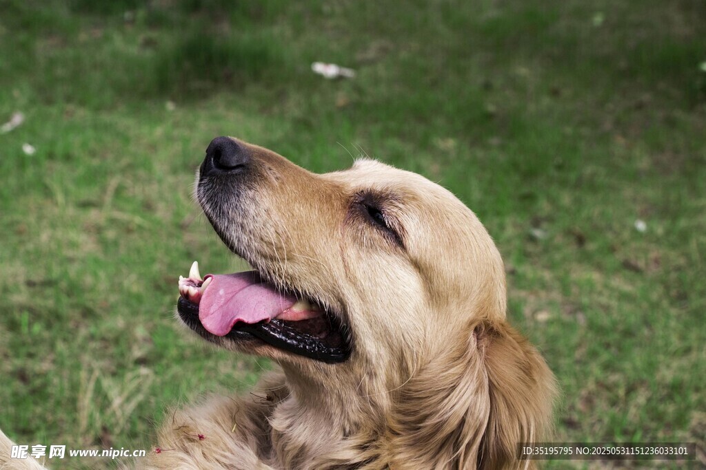 草地上惬意的金毛犬