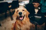 可爱金毛犬坐在室内