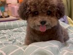 可爱泰迪犬惬意趴床上