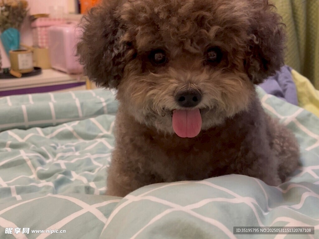 可爱泰迪犬惬意趴床上